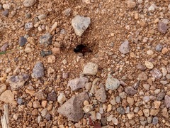 Pogonomyrmex bicolor