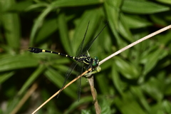 Melligomphus sinicus
