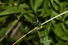 Melligomphus sinicus