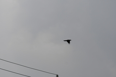 Dendrocitta formosae