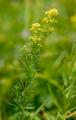 Galium densiflorum