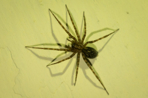 Rural Funnel-web Spider