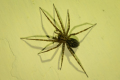 Tegenaria pagana