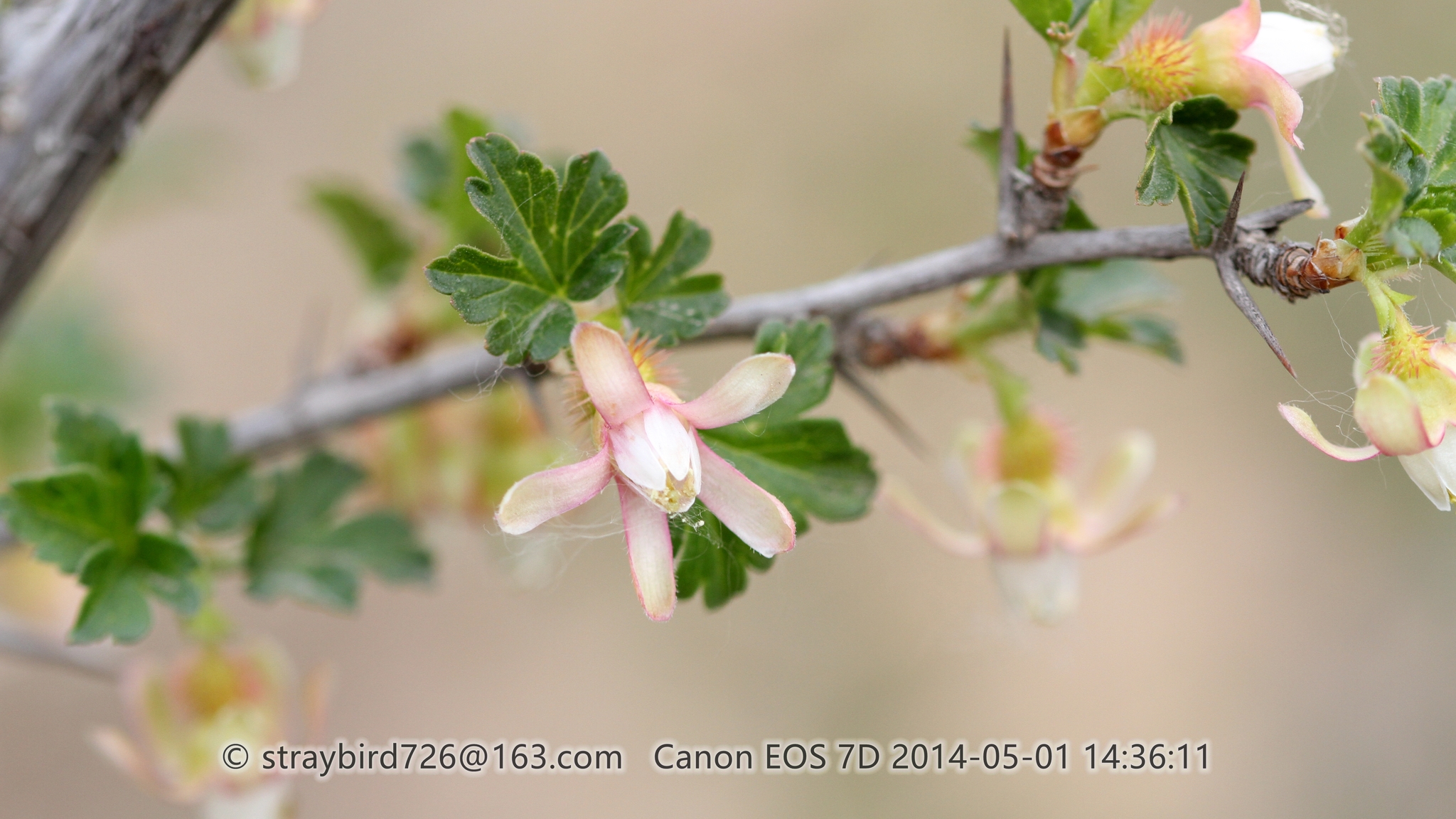 Ribes burejense
