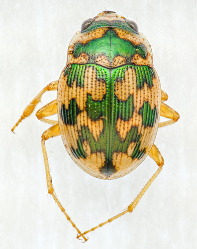 Toothed Round Sand Beetle photo 2