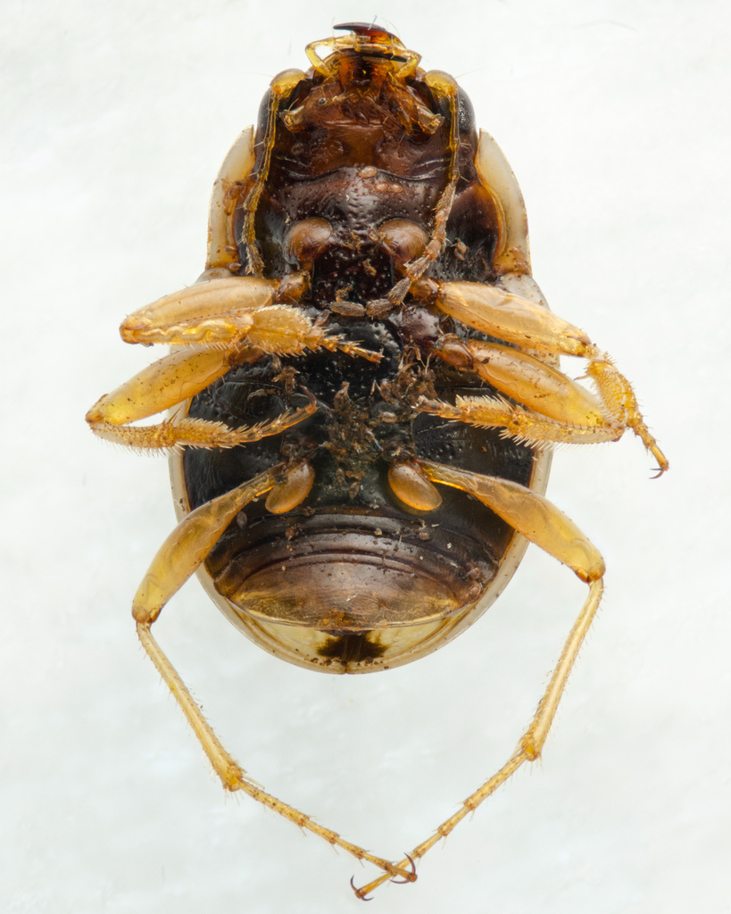 Toothed Round Sand Beetle