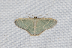 Lophophleps triangularis