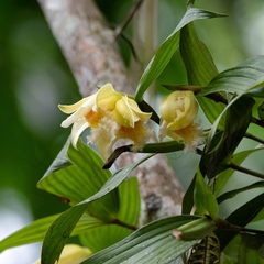 Sobralia fimbriata