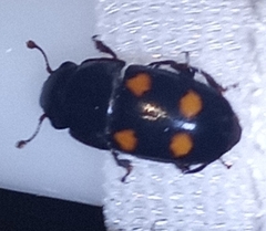 Glischrochilus obtusus