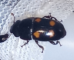 Glischrochilus obtusus