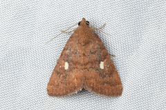 Amyna axis