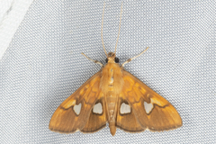 Nosophora semitritalis