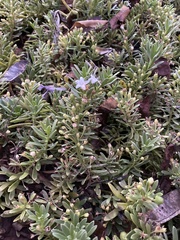 Myoporum parvifolium
