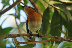 Myiagra ruficollis