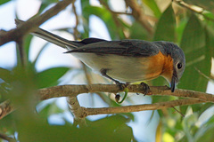 Myiagra ruficollis