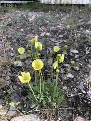 Papaver radicatum