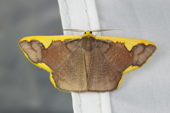 Plutodes warreni