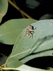 Clubiona robusta