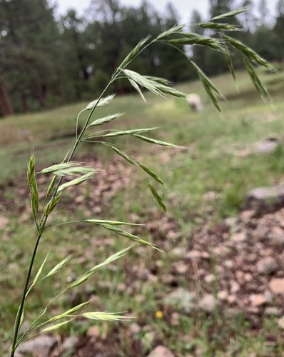 Great Basin brome (Bromus polyanthus)