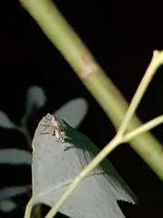 Clubiona robusta