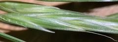 Bromus polyanthus