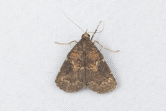 Hydrillodes abavalis