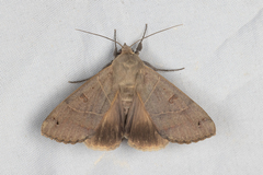 Ophiusa triphaenoides