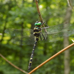 Macromia pacifica × taeniolata