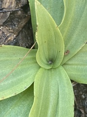 Arthrochilus prolixus