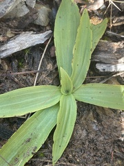 Arthrochilus prolixus