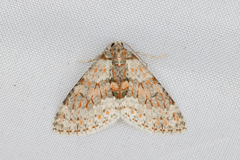 Trichopterigia sanguinipunctata