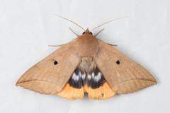 Thyas juno