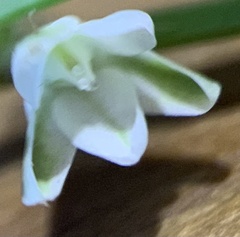 Polygonum sawatchense