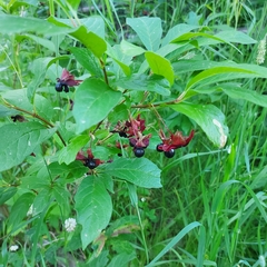 Lonicera involucrata
