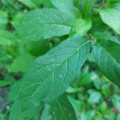 Lonicera involucrata