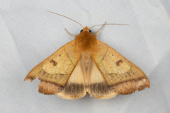 Ophiusa trapezium