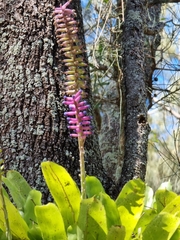Aechmea gamosepala
