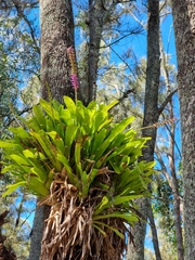 Aechmea gamosepala