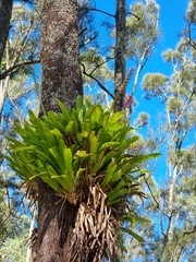 Aechmea gamosepala