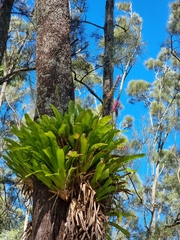 Aechmea gamosepala