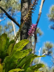 Aechmea gamosepala