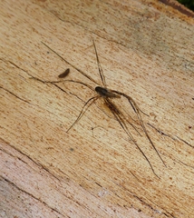 Megalopsalis serritarsus