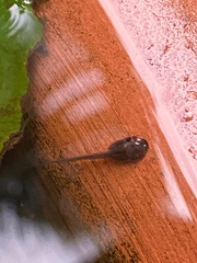 Polypedates megacephalus