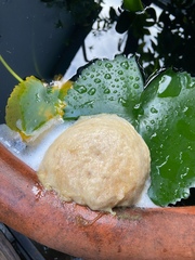 Polypedates megacephalus