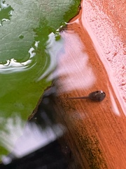 Polypedates megacephalus