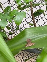 Polypedates megacephalus