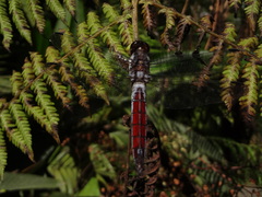 Libellula herculea