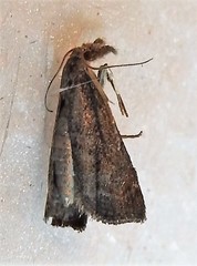 Neodactria caliginosellus