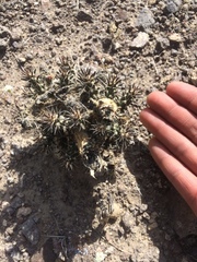 Micropuntia pulchella