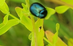 Chrysolina varians